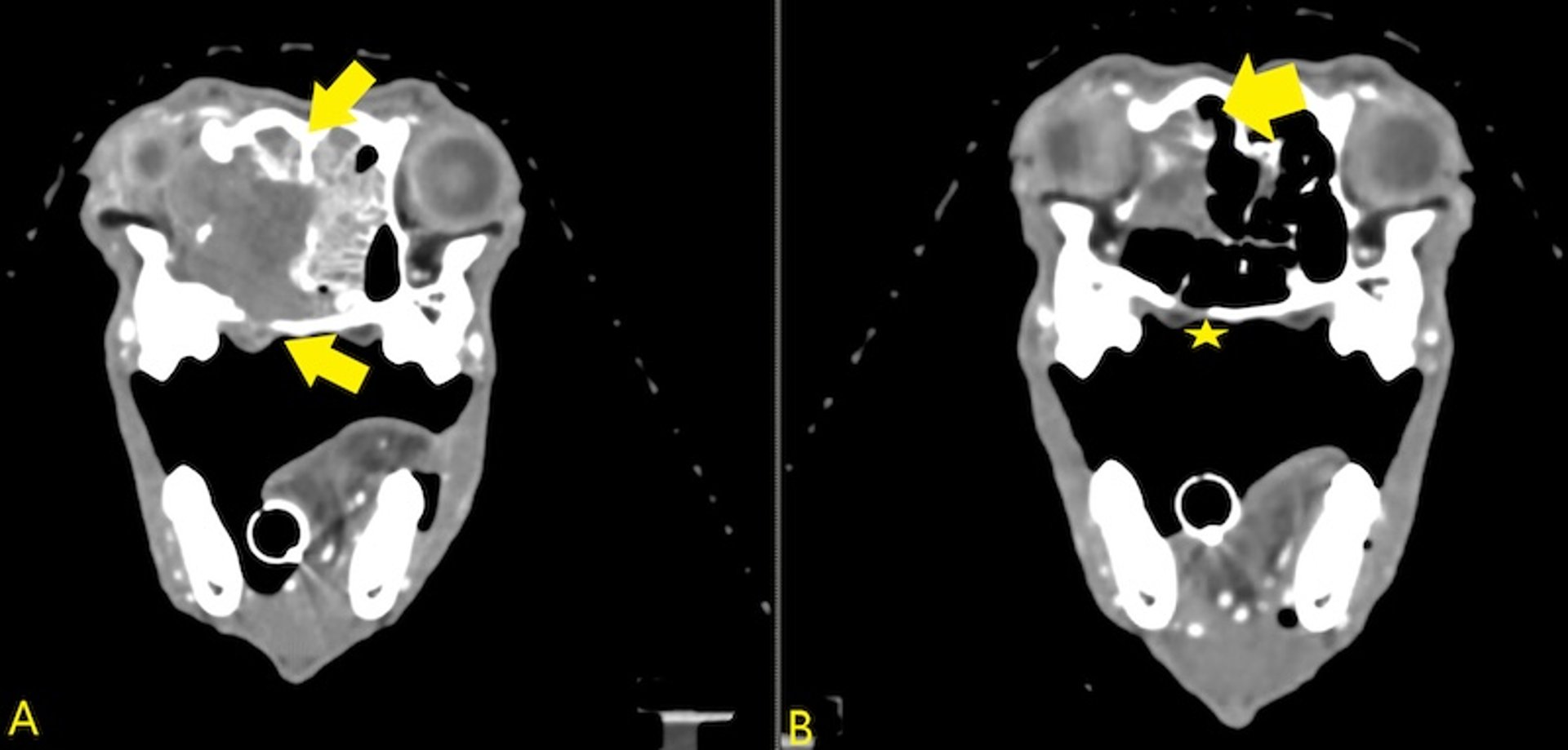 TC axial, radioterapia estereotáctica, perro