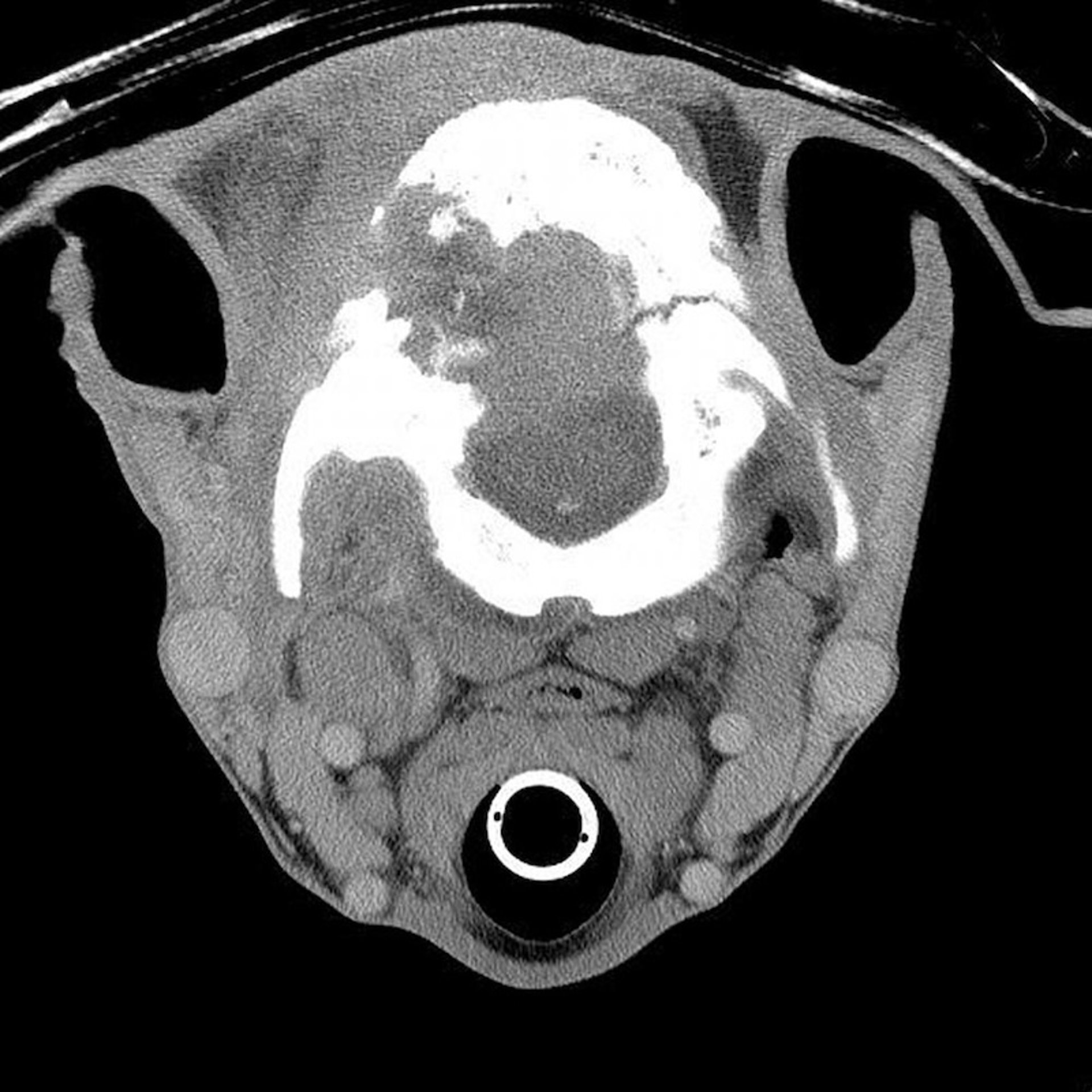 CT, skull, horse