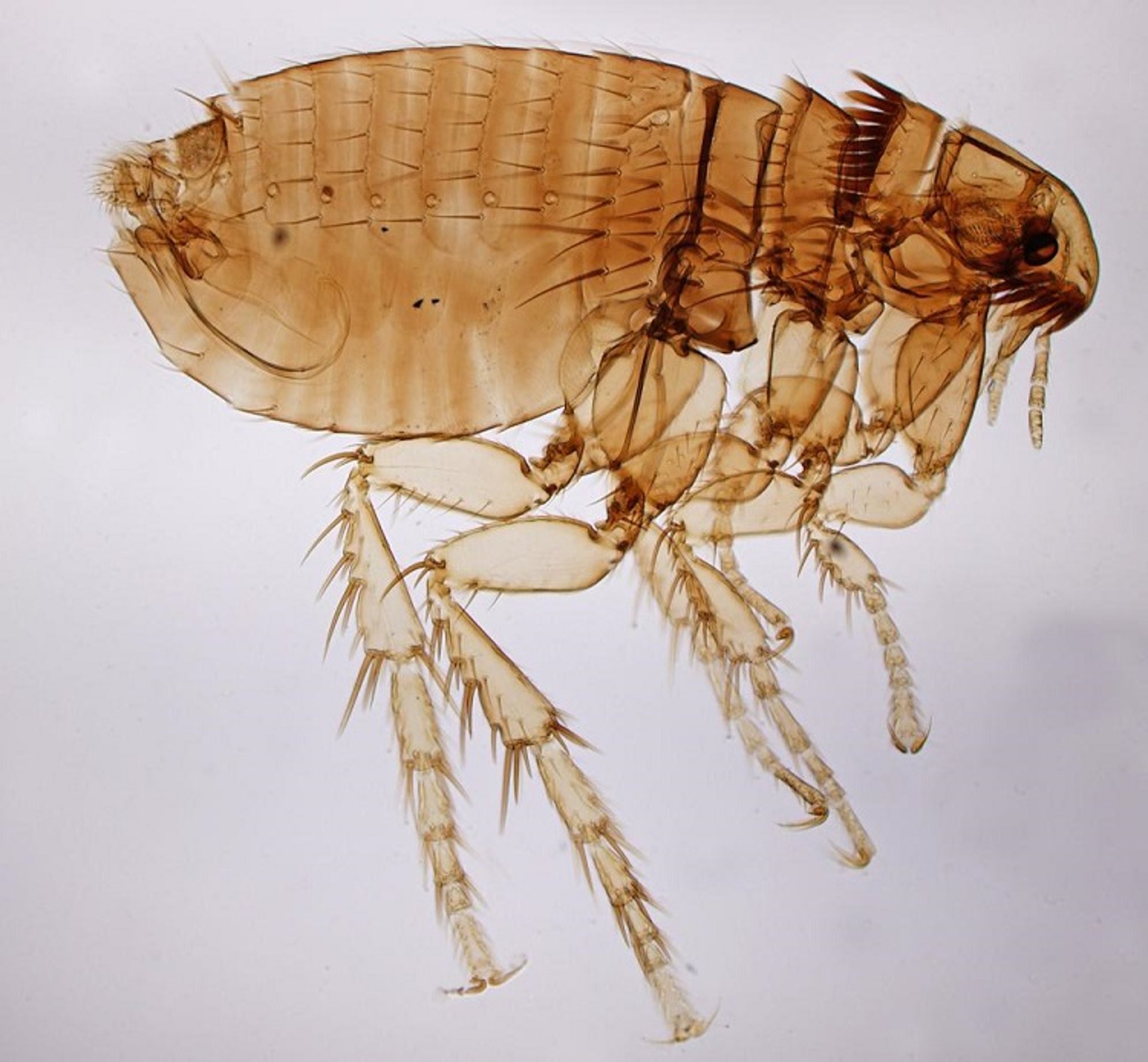 <i >Ctenocephalides felis</i>, adult male