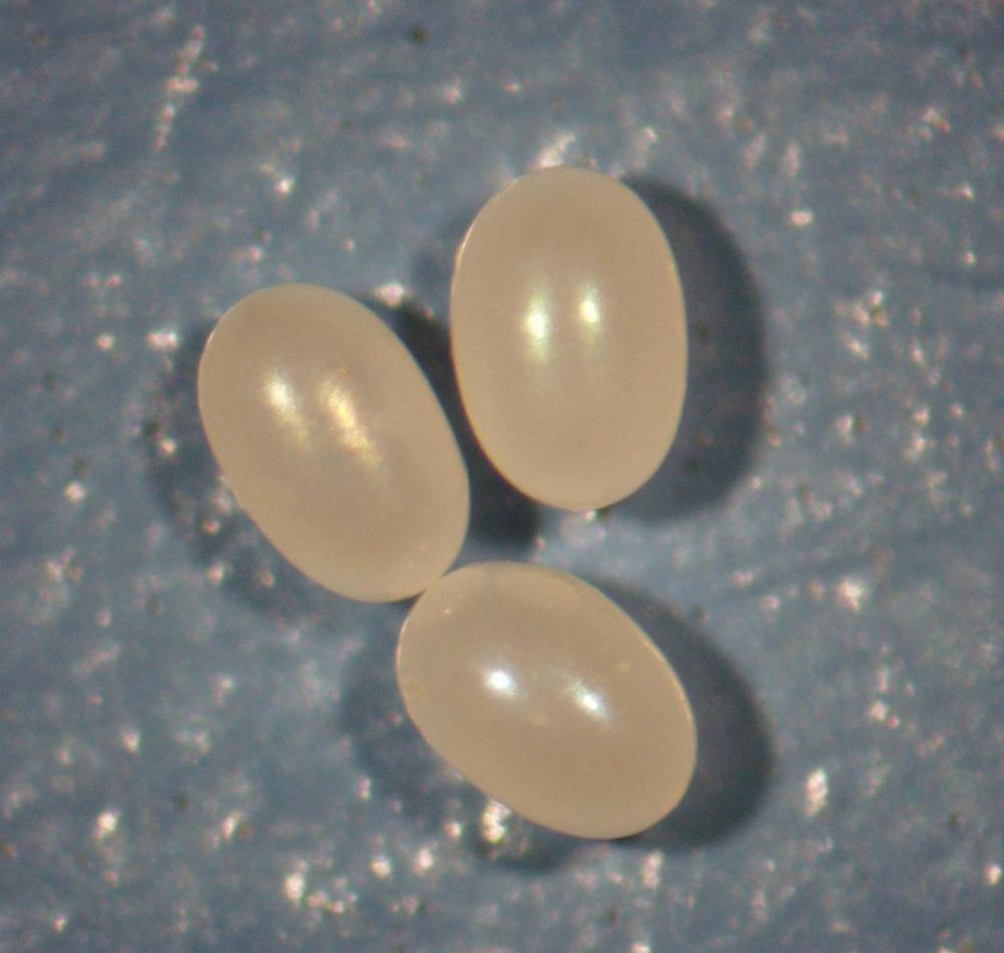 <i >Ctenocephalides felis</i>, huevos