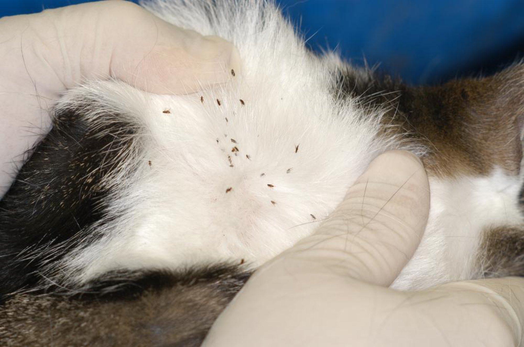 <i >Ctenocephalides felis</i>, la pulga común del gato