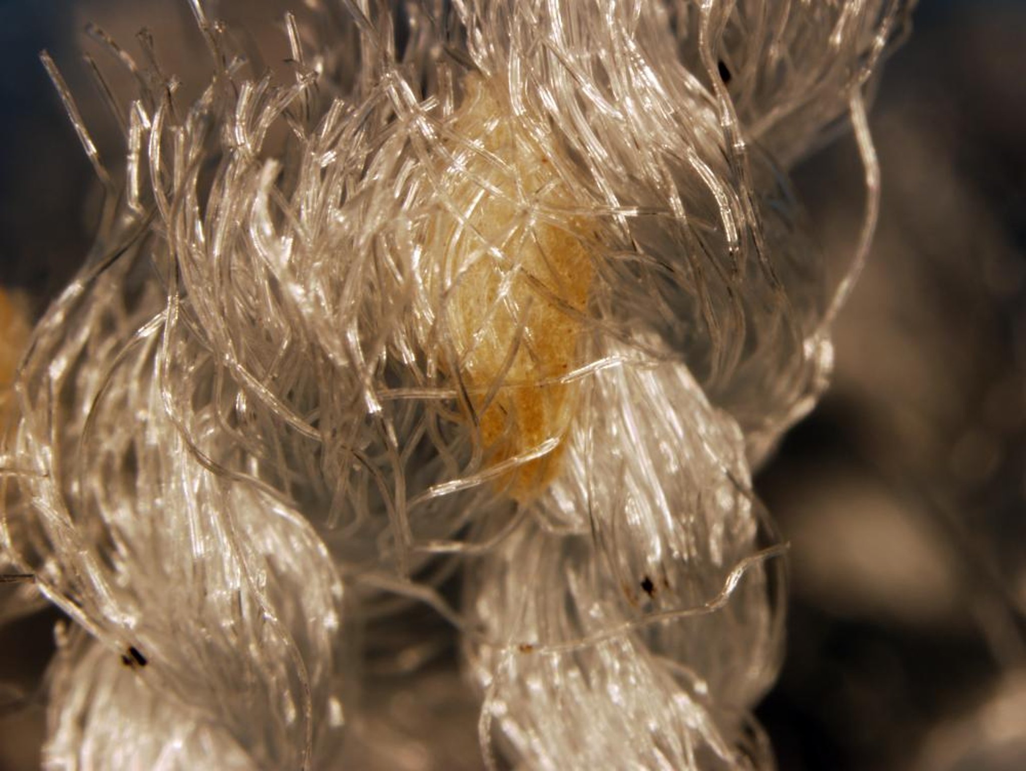 <i >Ctenocephalides felis</i>, crisálidas