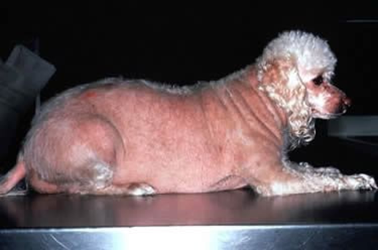 Cushing disease, alopecia, Poodle