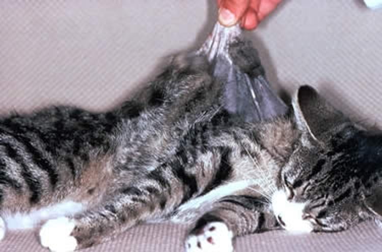 Astenia cutánea, gato