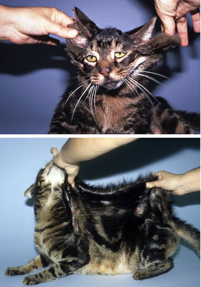 Visual Reference: Image Cutaneous Asthenia Hyperextendable Skin Cat Merck Veterinary Manual