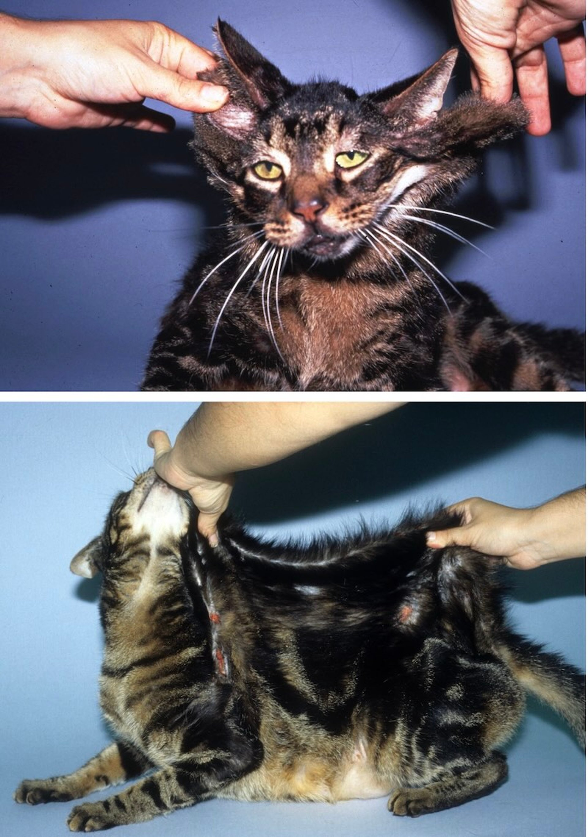 Astenia cutânea, pele hiperextensível, gato