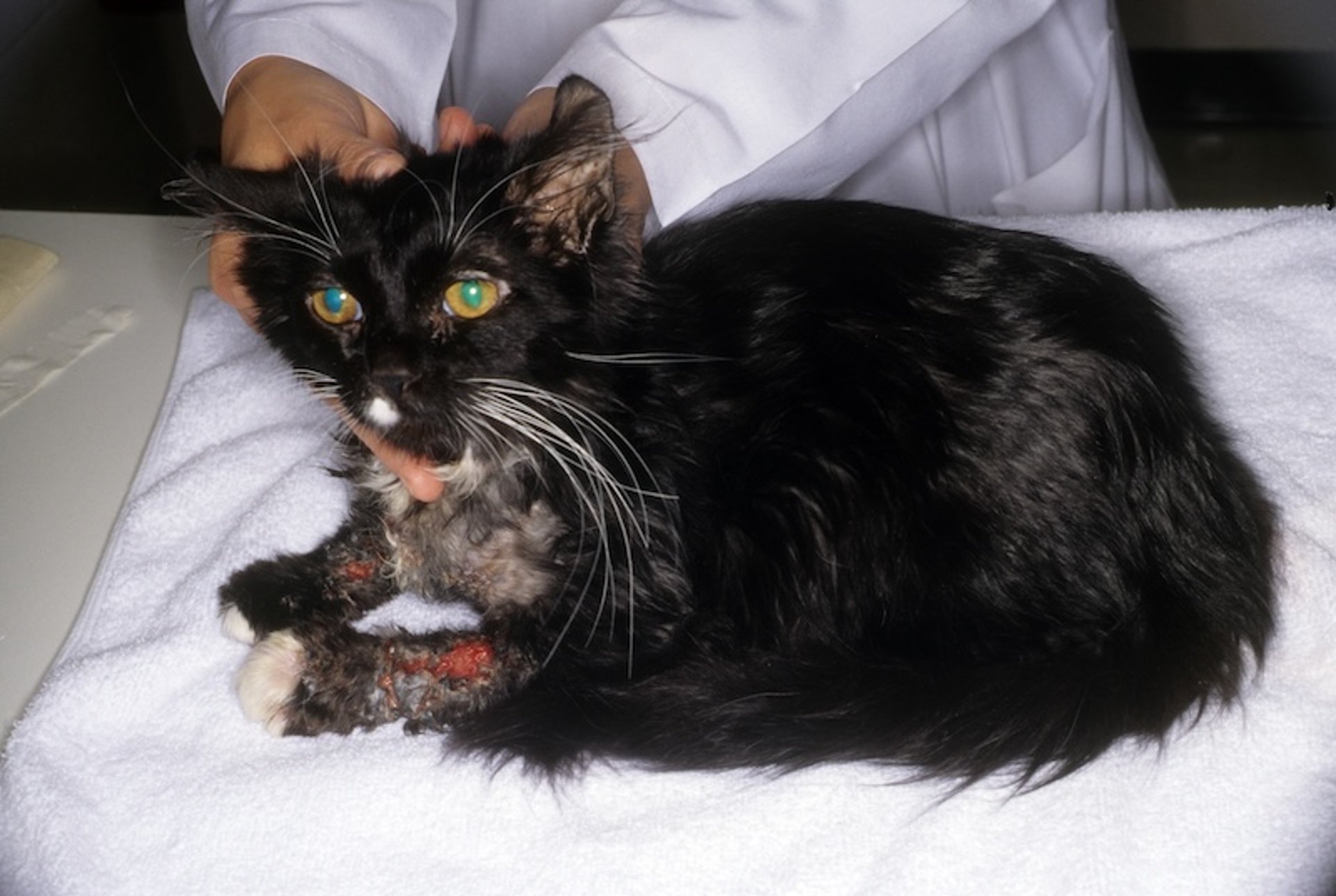 Astenia cutánea, piel desgarrada, gato