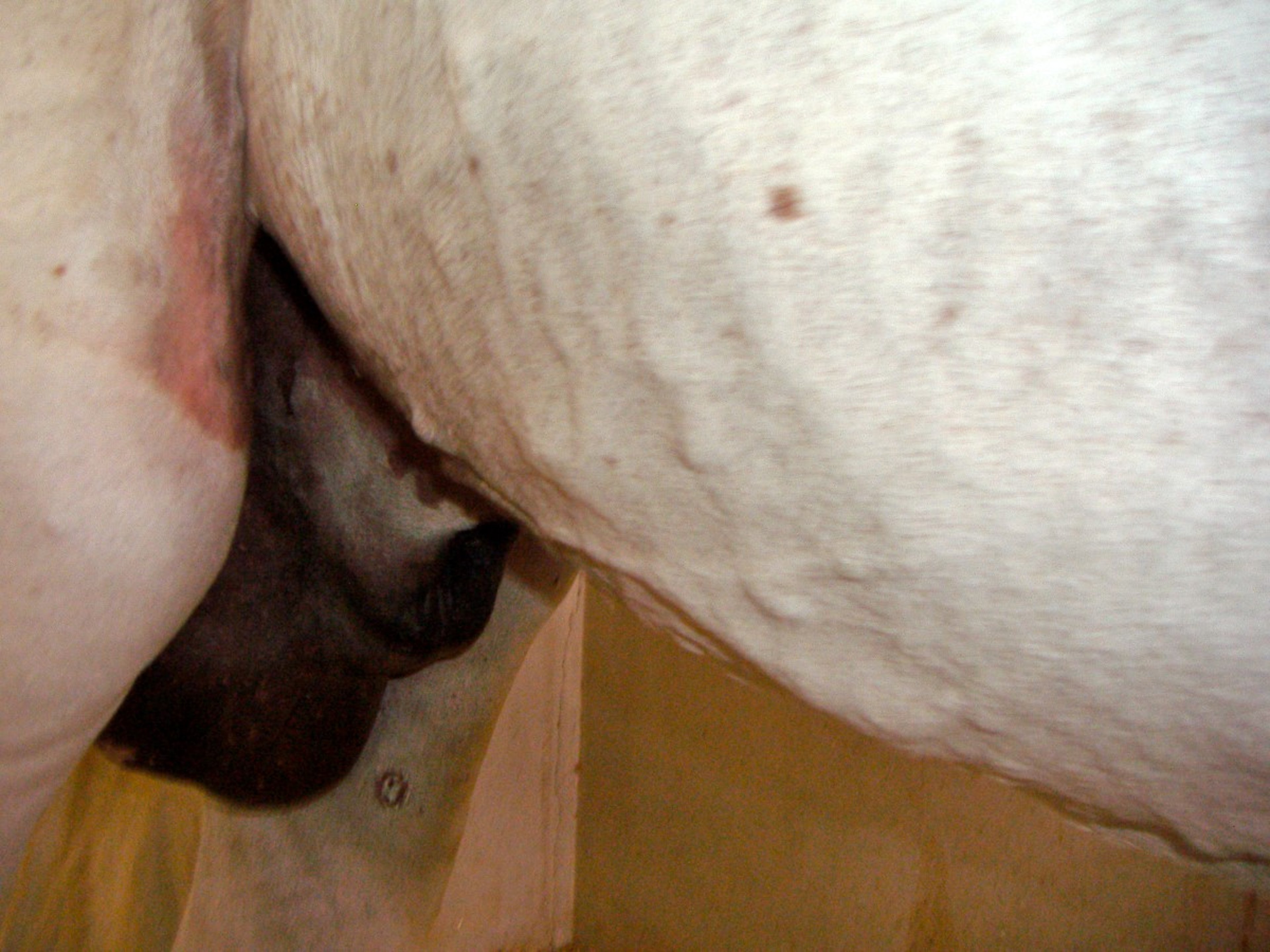 Muermo cutáneo, abdomen, caballo