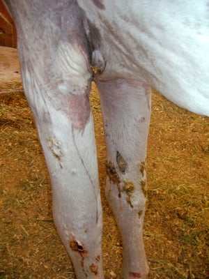 Cutaneous glanders, axilla and forelegs, horse
