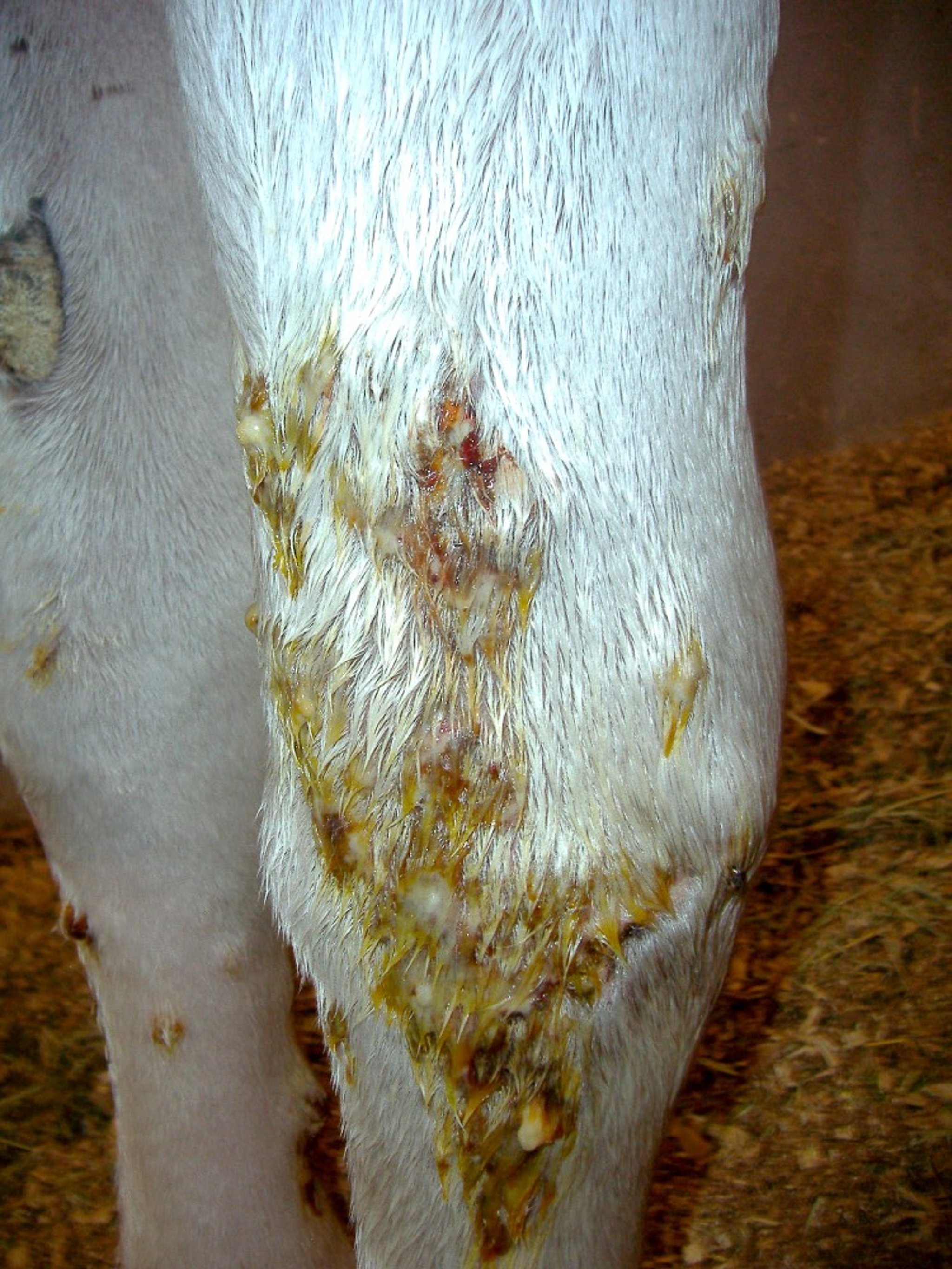 Cutaneous glanders, ulcers with discharge, forelegs, horse