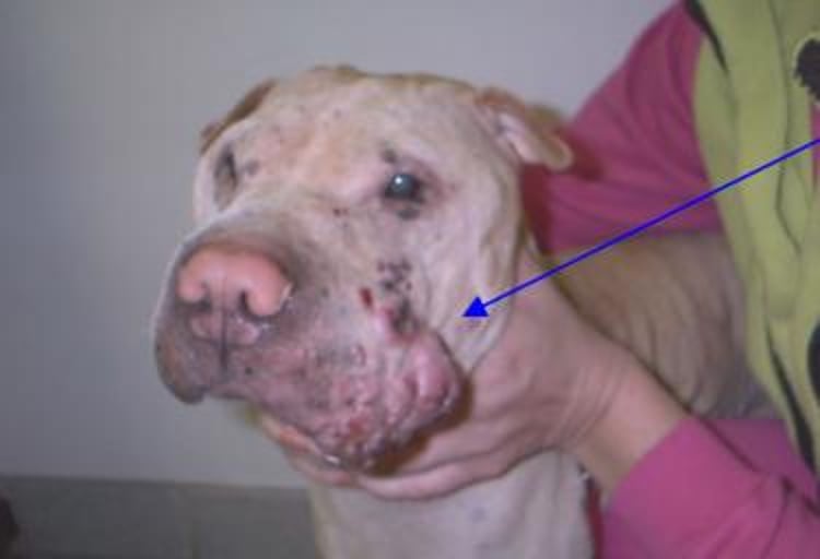 Linfosarcoma (linfoma) cutáneo, perro