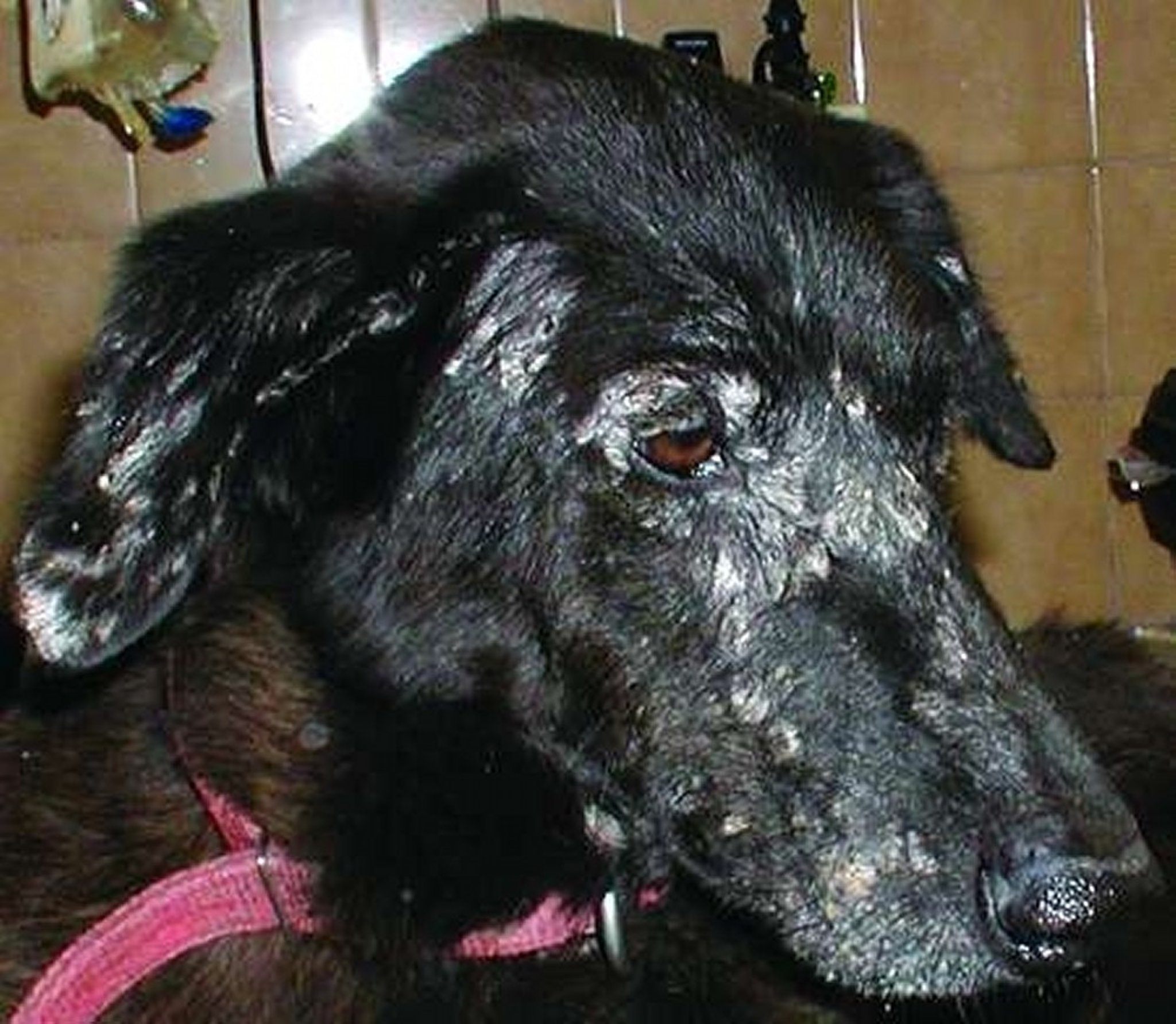 Signos cutáneos de leishmaniosis, perro