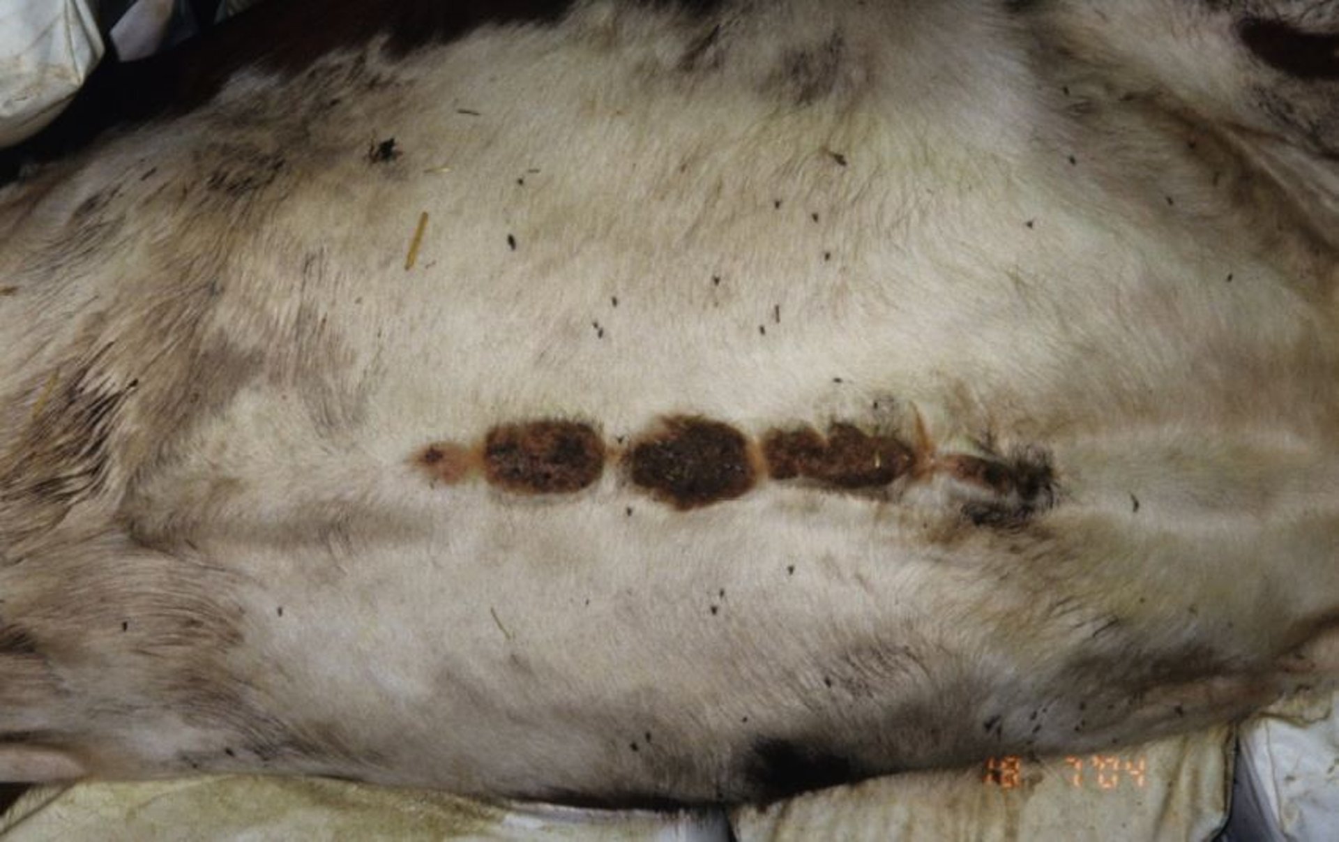 Cutaneous stephanofilariasis, cow