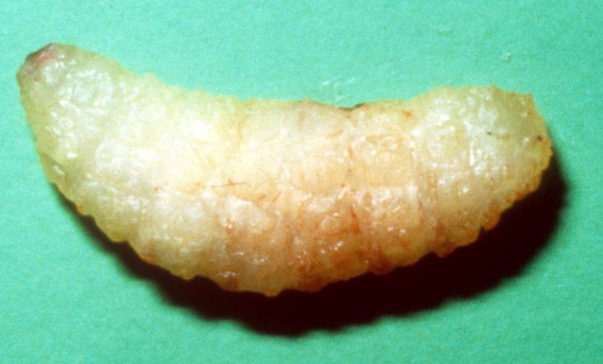 Cuterebra Infestation in Small Animals - Integumentary System - Manual ...