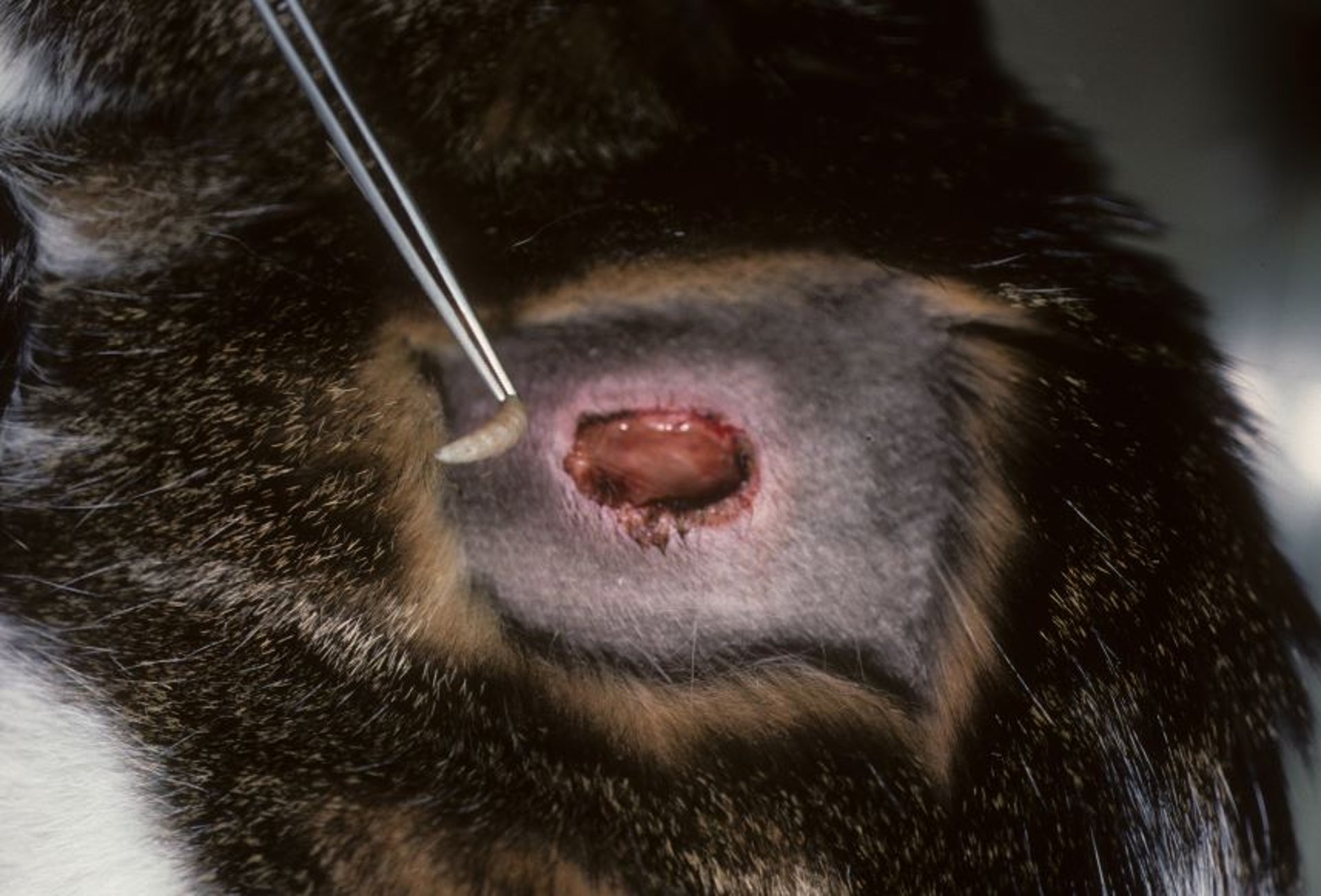 <i >Cuterebra</i> bot removal, cat