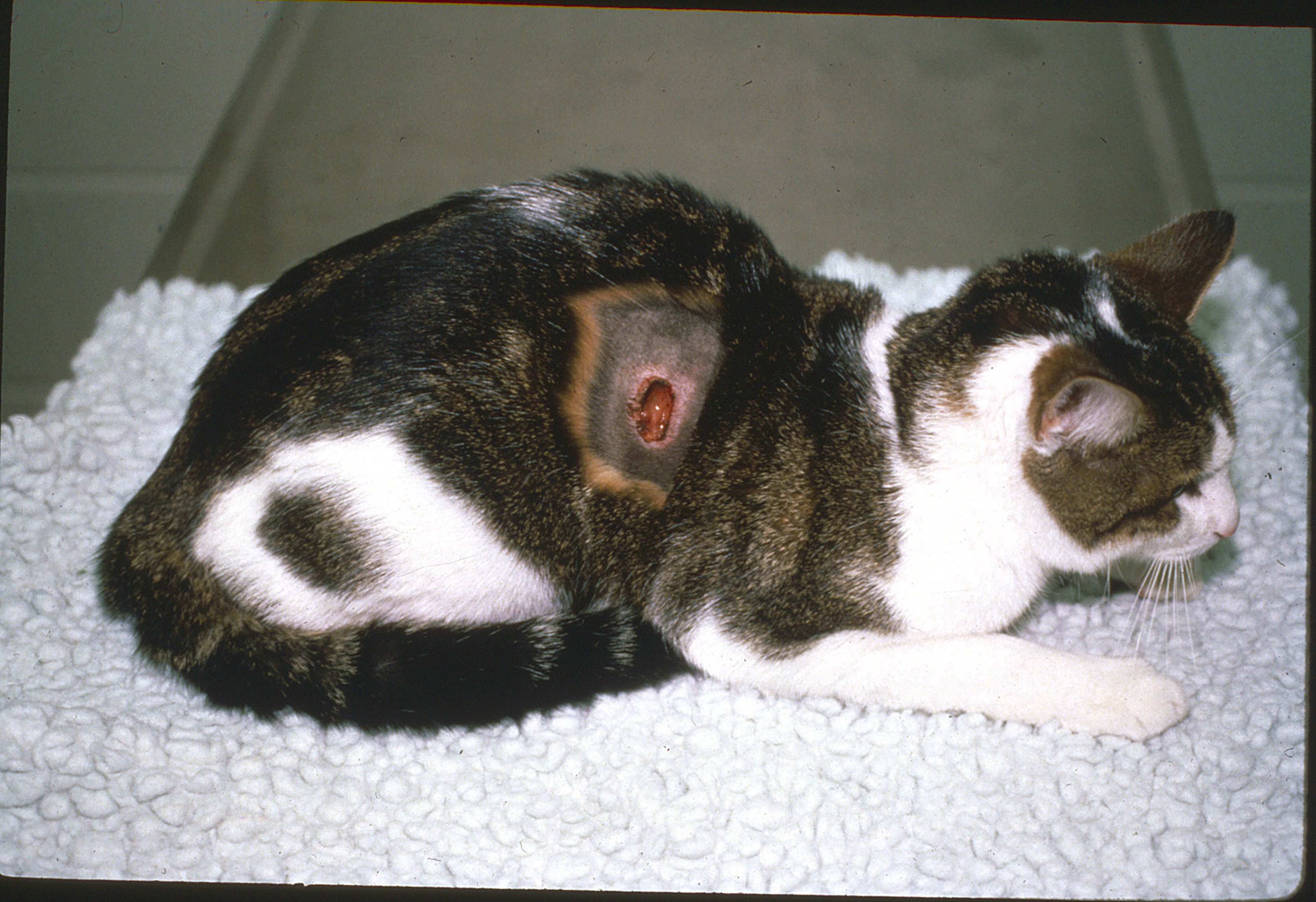 Lesión por <i >Cuterebra</i>, gato