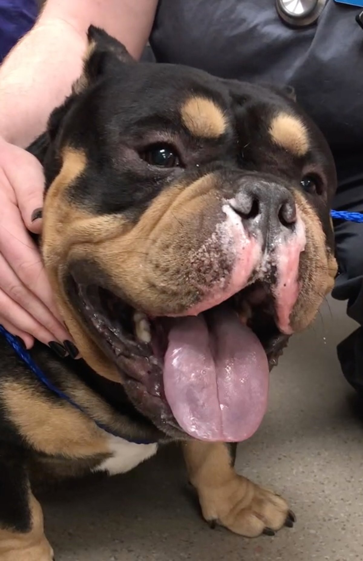 Cyanosis, partial airway obstruction, dog