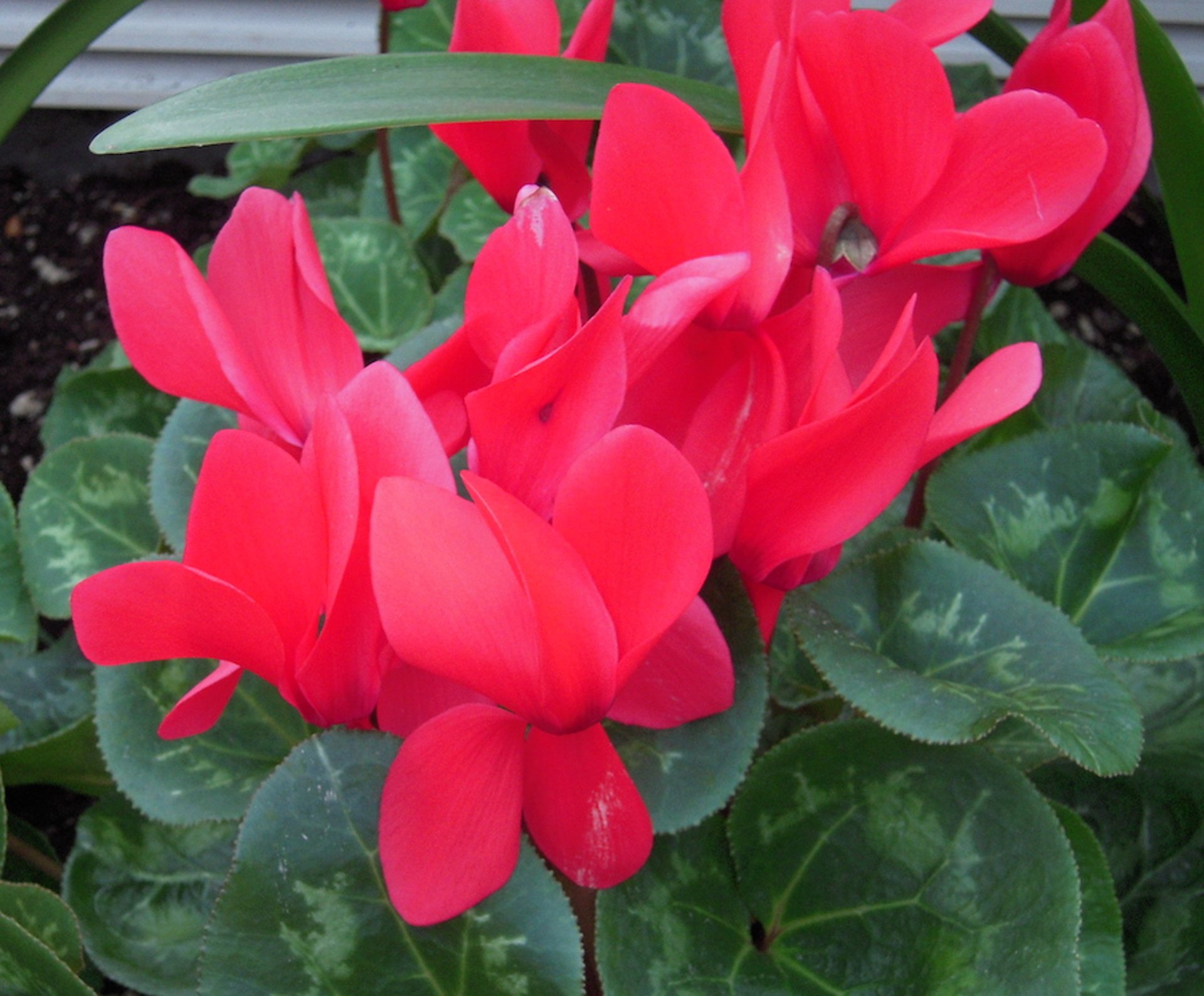 Cyclamen, closeup