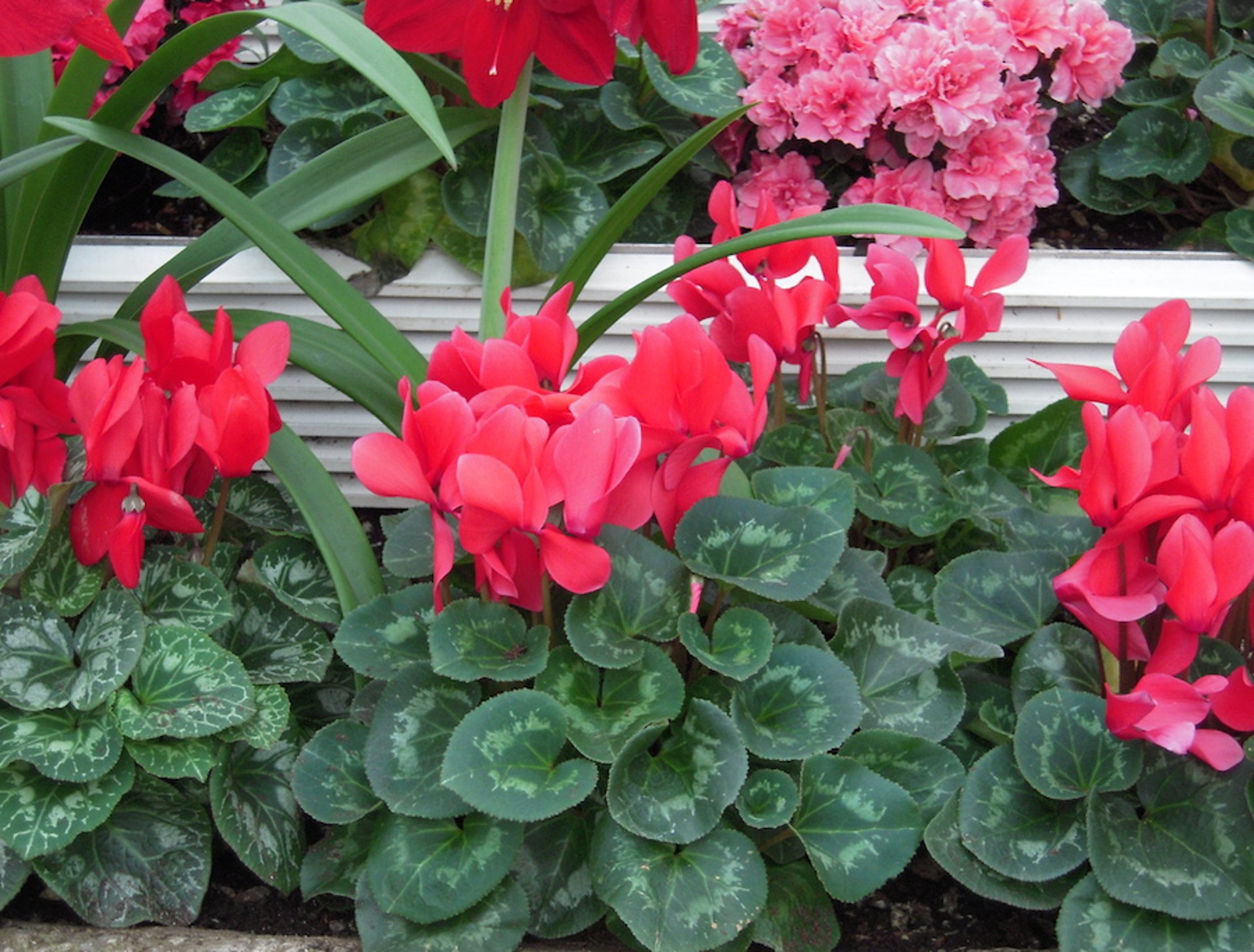 Ciclamen (<i >Primulaceae</i> spp)