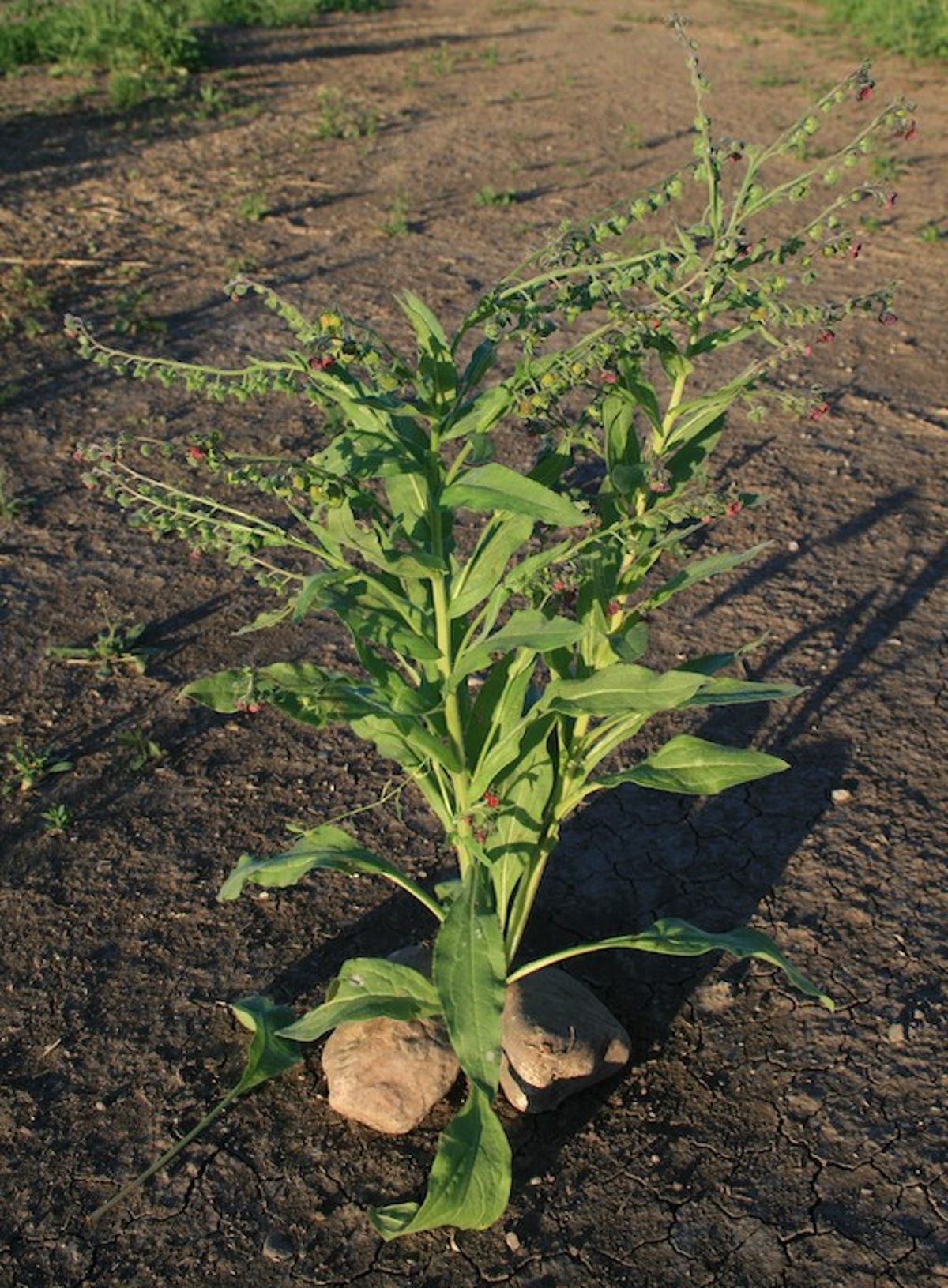 <i >Cynoglossum officinale</i> (Hound's Tongue)