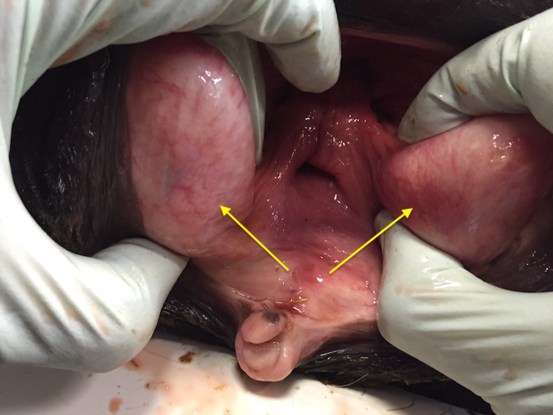Cystic dilation, heifer