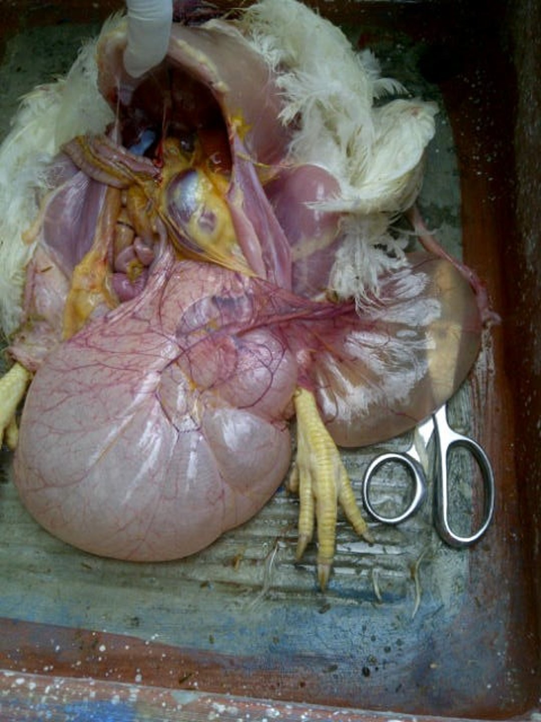 Cystic oviduct, chicken