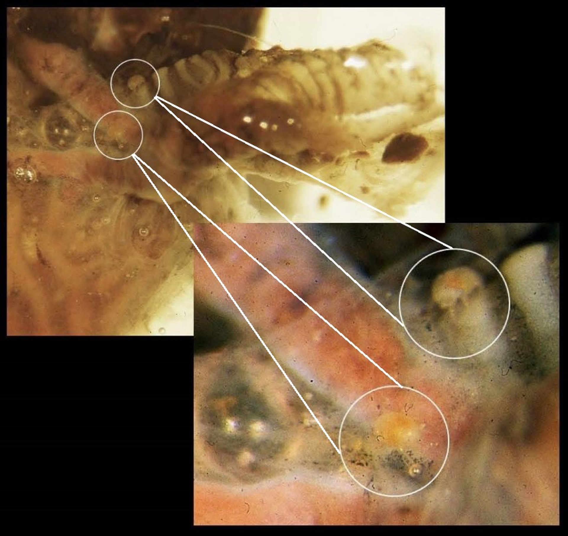 <i >Cytodites</i> sp. ácaros del saco aéreo