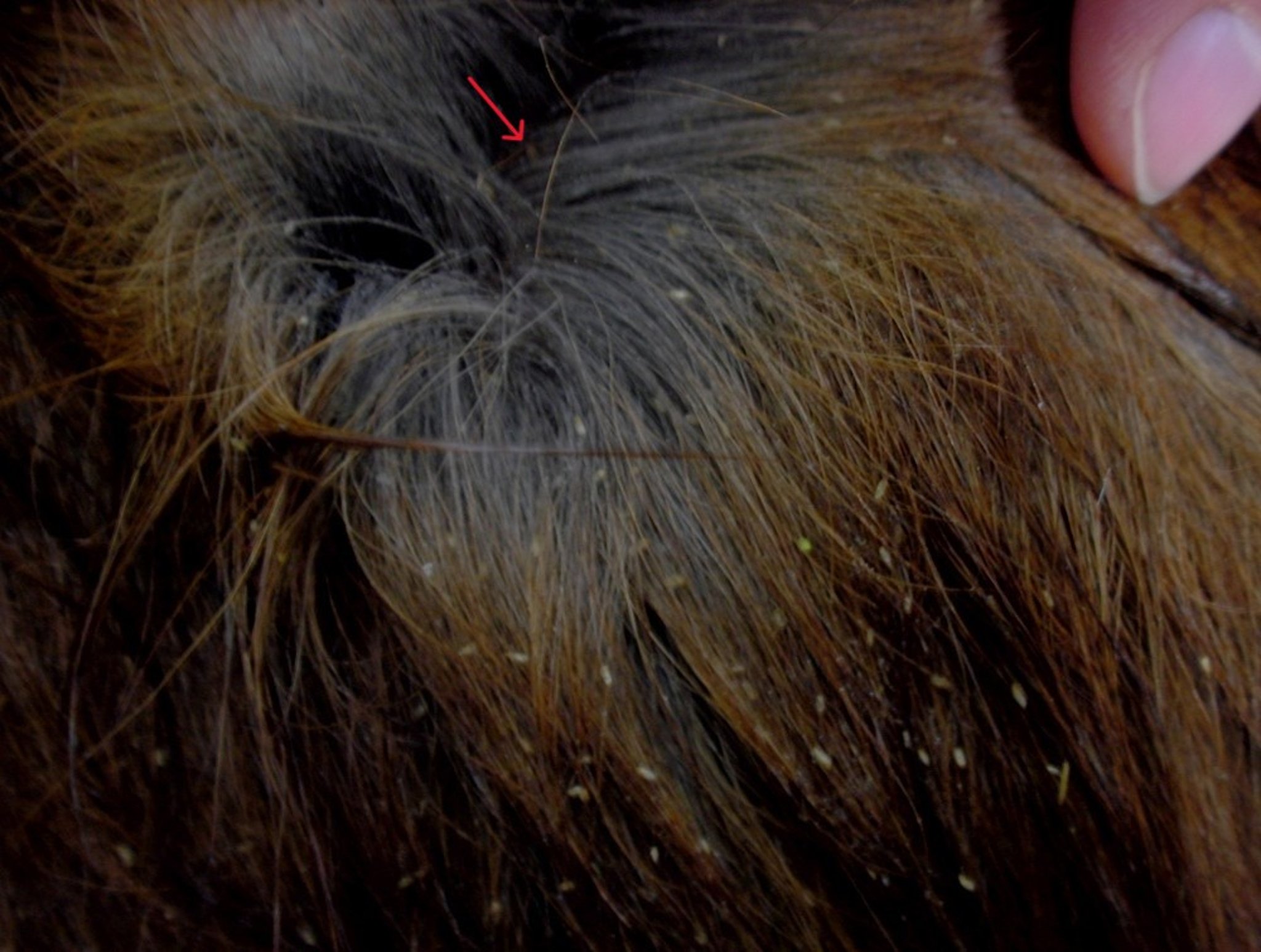 <i >Damalinia equi</i> nits on a horse