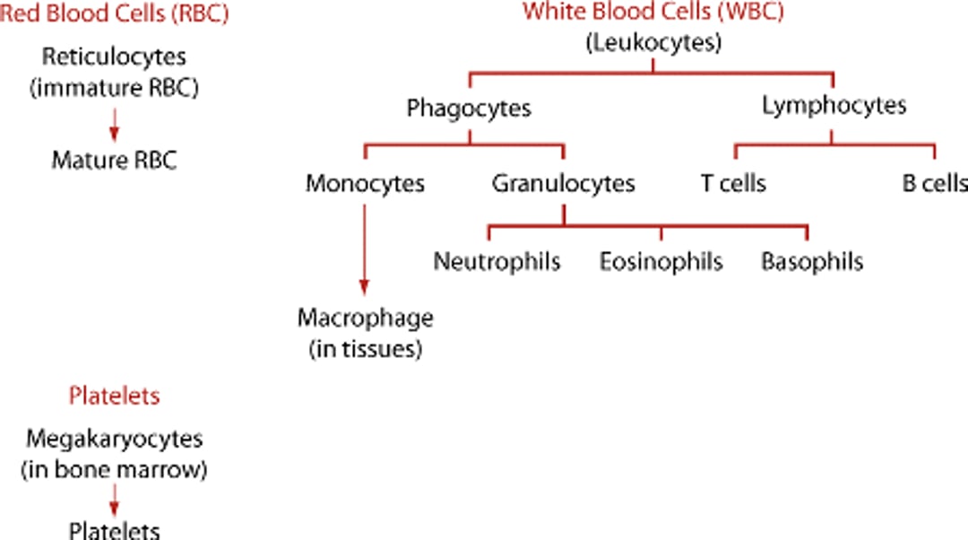 Types of Blood Cells