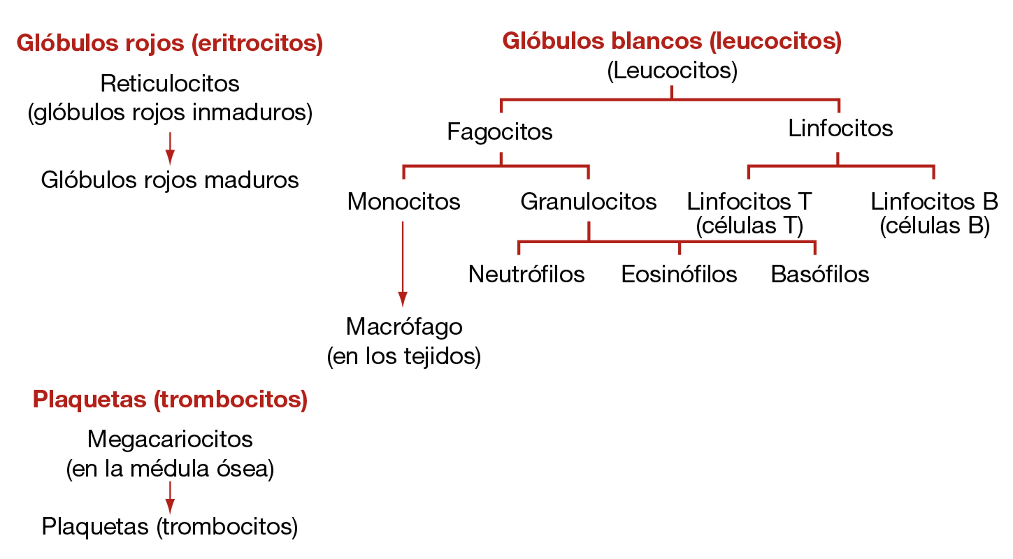 Tipos de células sanguíneas