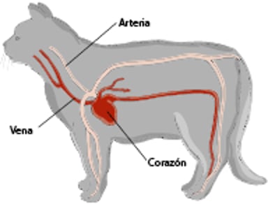Sistema cardiovascular de un gato.