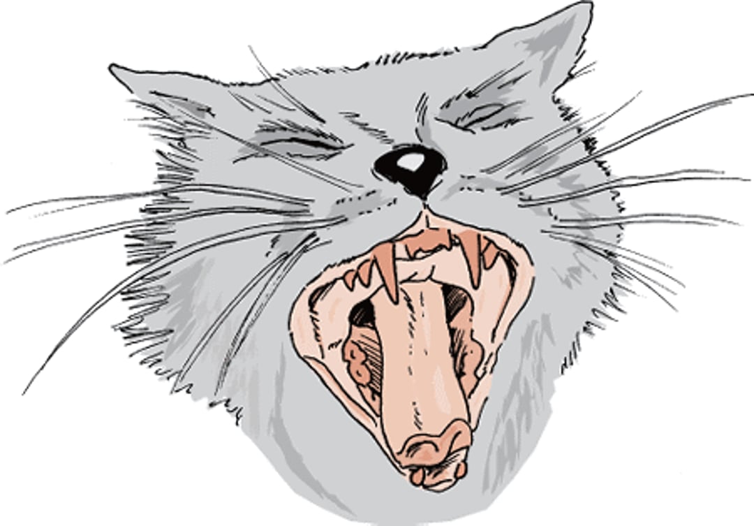 Porfiria eritropoiética congênita, gato