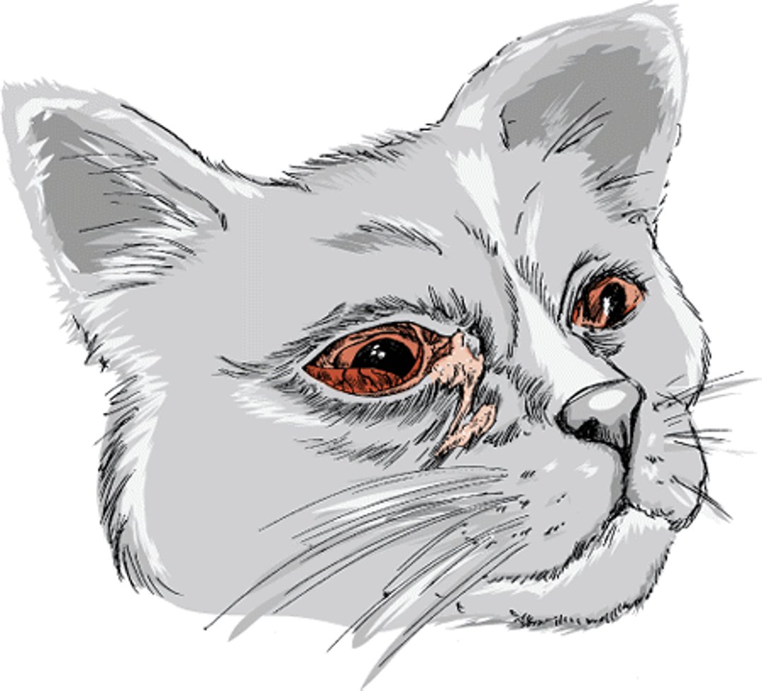 Conjuntivitis, gatos