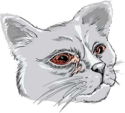 Conjuntivitis, gatos