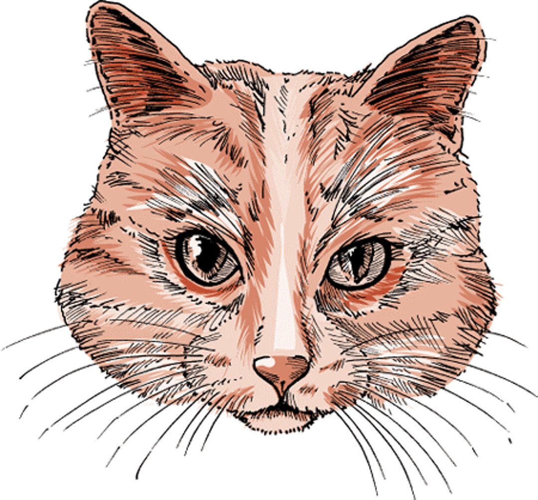 Retina desprendida, gato