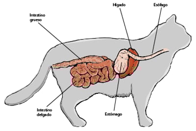 Principales órganos digestivos, gato.
