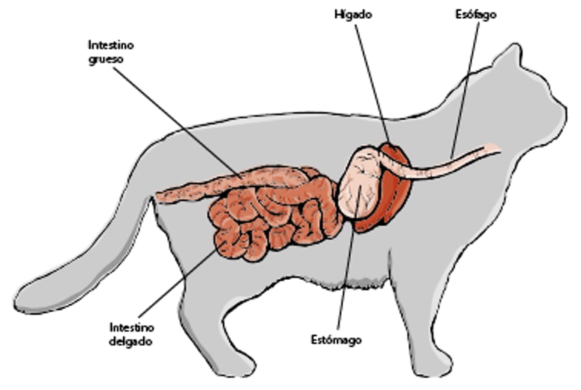 Principales órganos digestivos, gato.