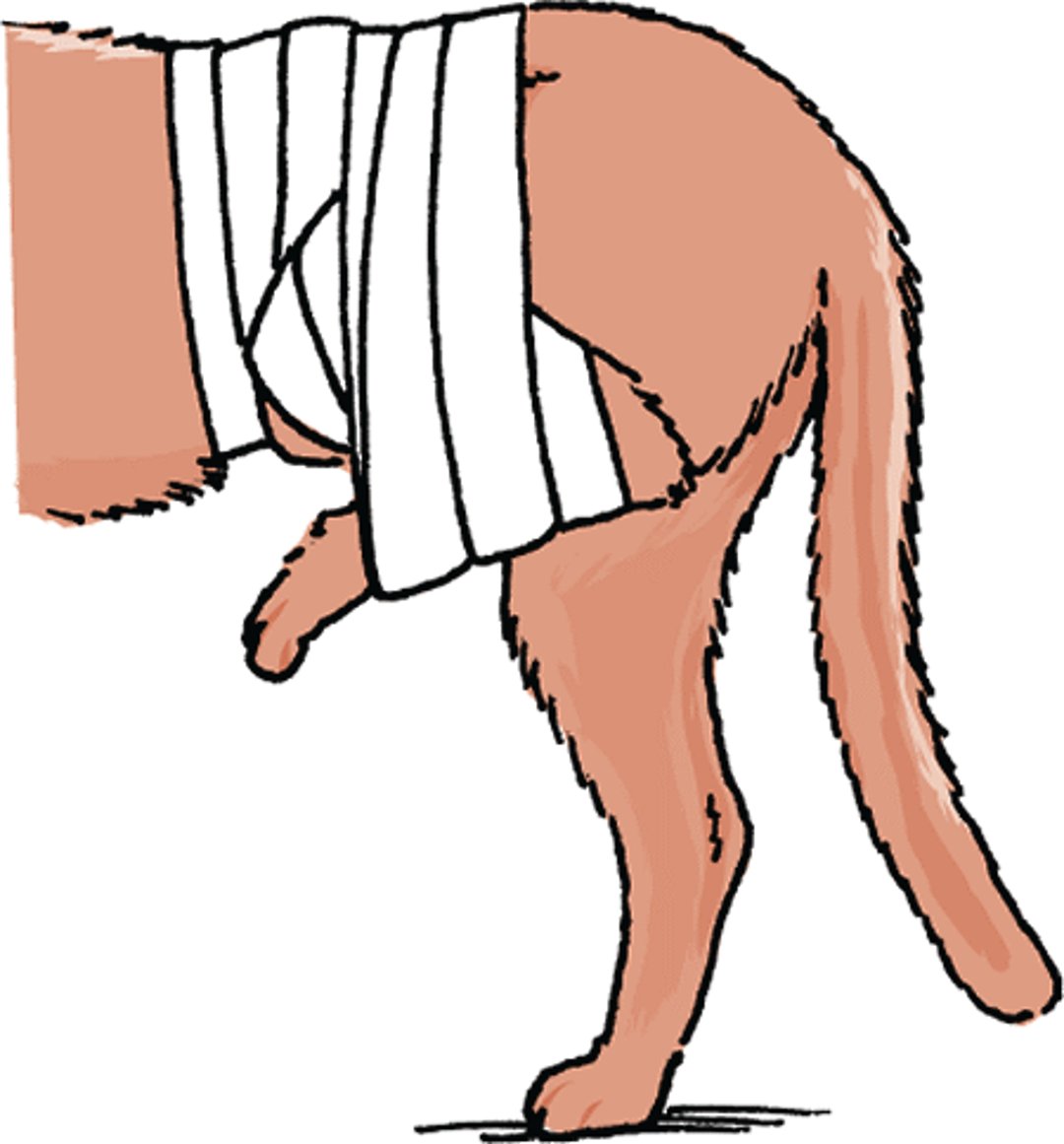 Dislocated hip sling, cat