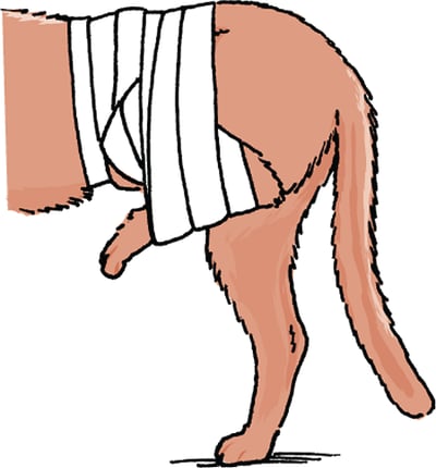 Dislocated hip sling, cat