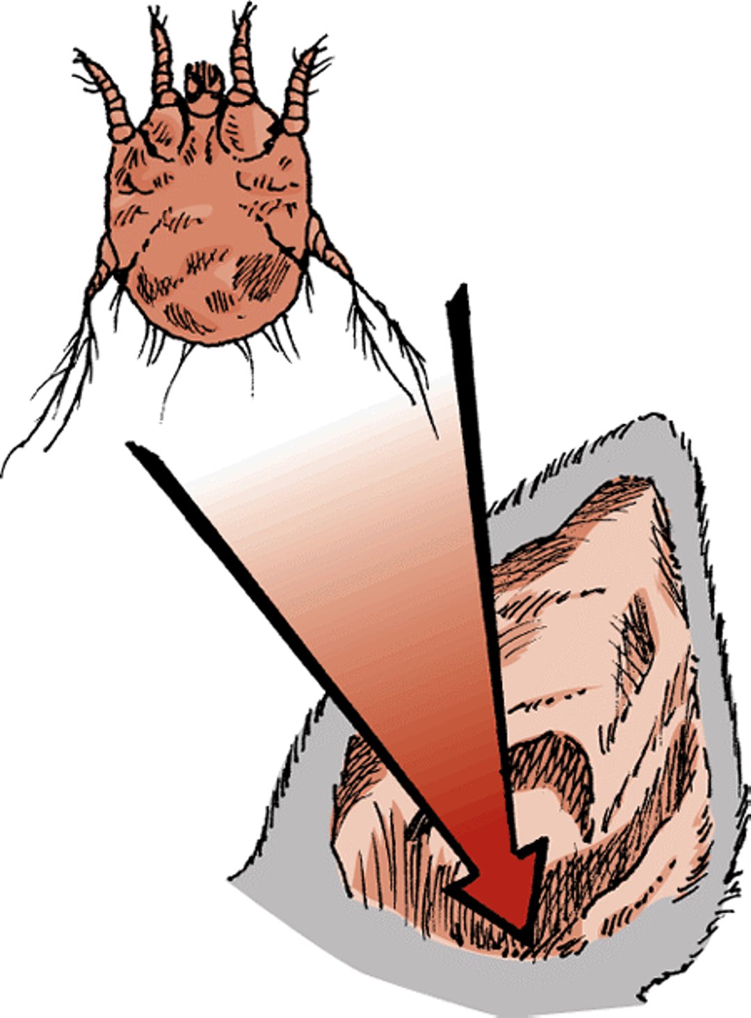 Ear mange mites, cat