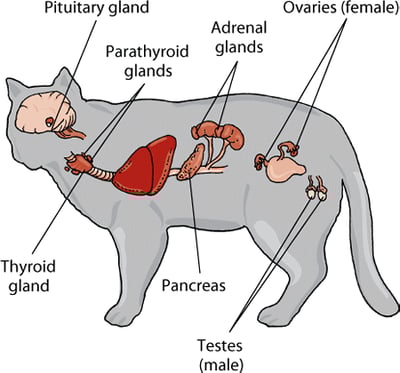 Major endocrine glands in the cat