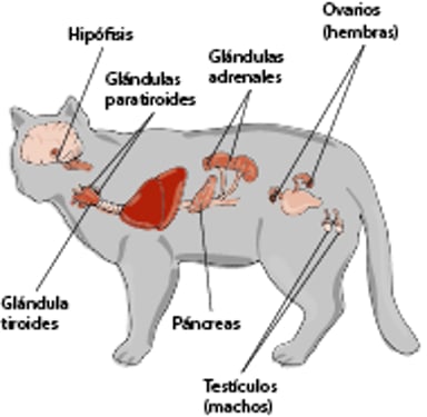 Las principales glándulas endocrinas del gato