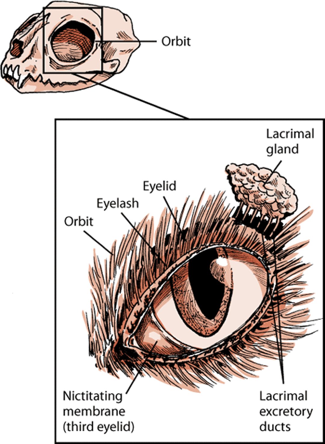 Structures that protect the eye, cat