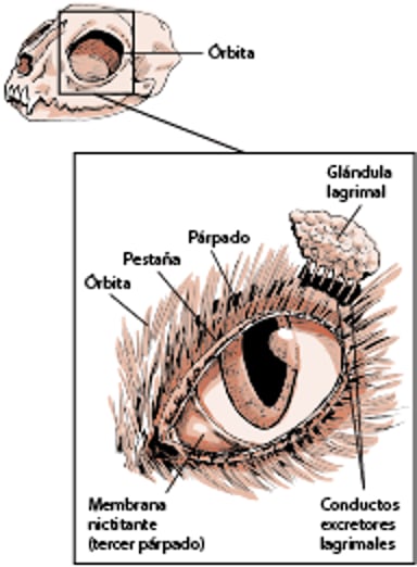 Estructuras que protegen el ojo, gato