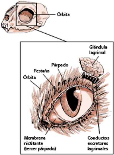 Estructuras que protegen el ojo, gato