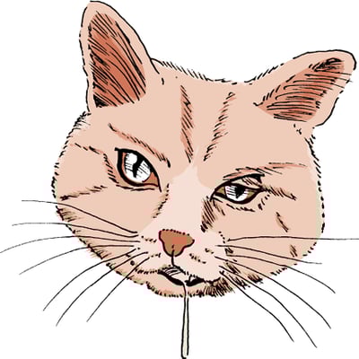 Facial nerve damage, cat