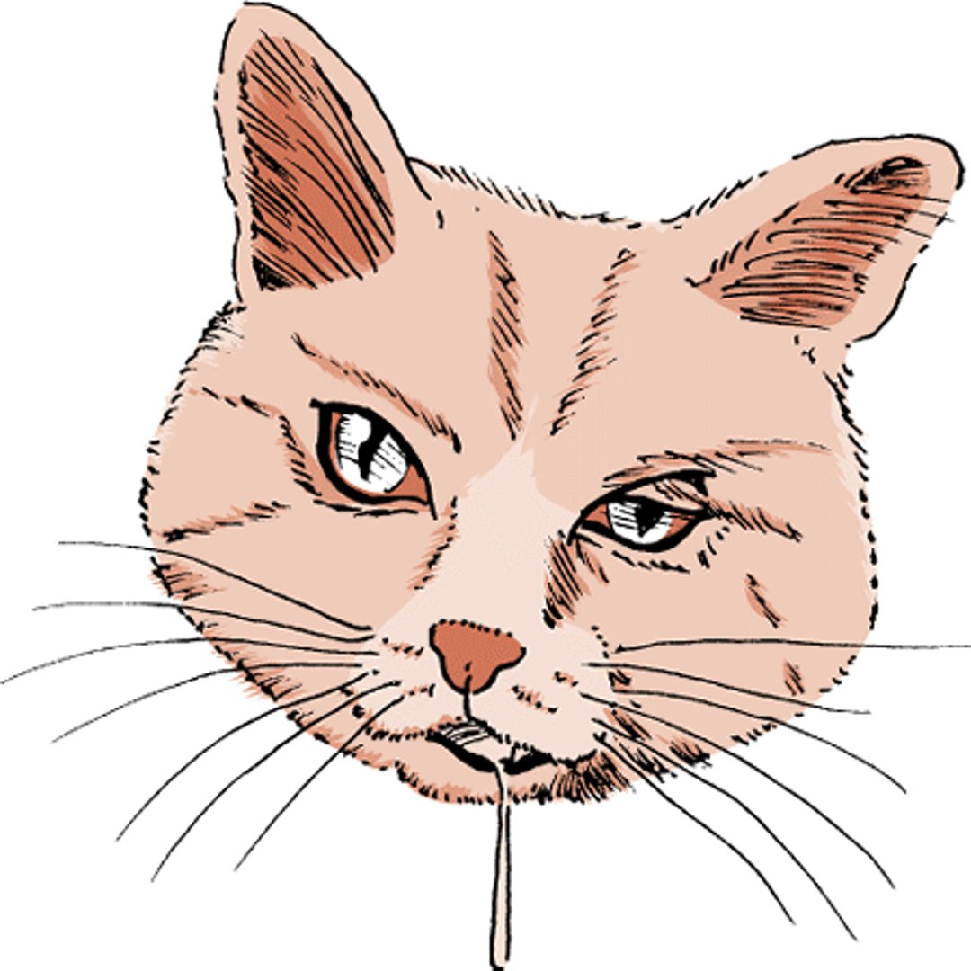 Daño del nervio facial, gato