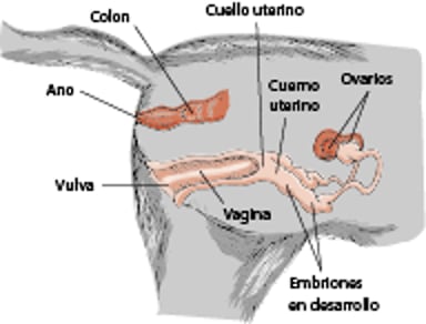 Aparato reproductor de una gata