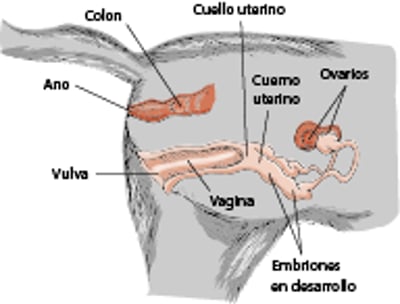 Aparato reproductor de una gata