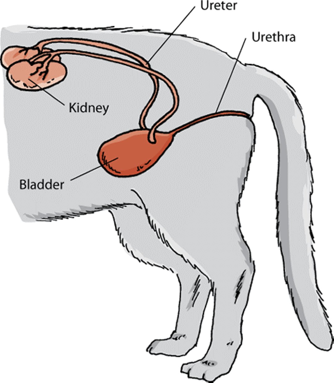 Sistema urinário de gatos fêmeas